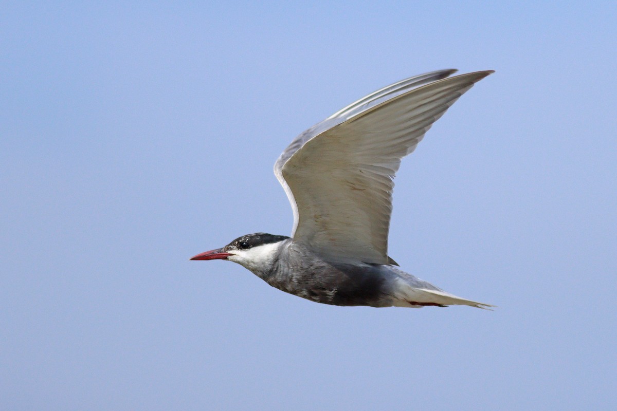 Whiskered Tern - ML622584674