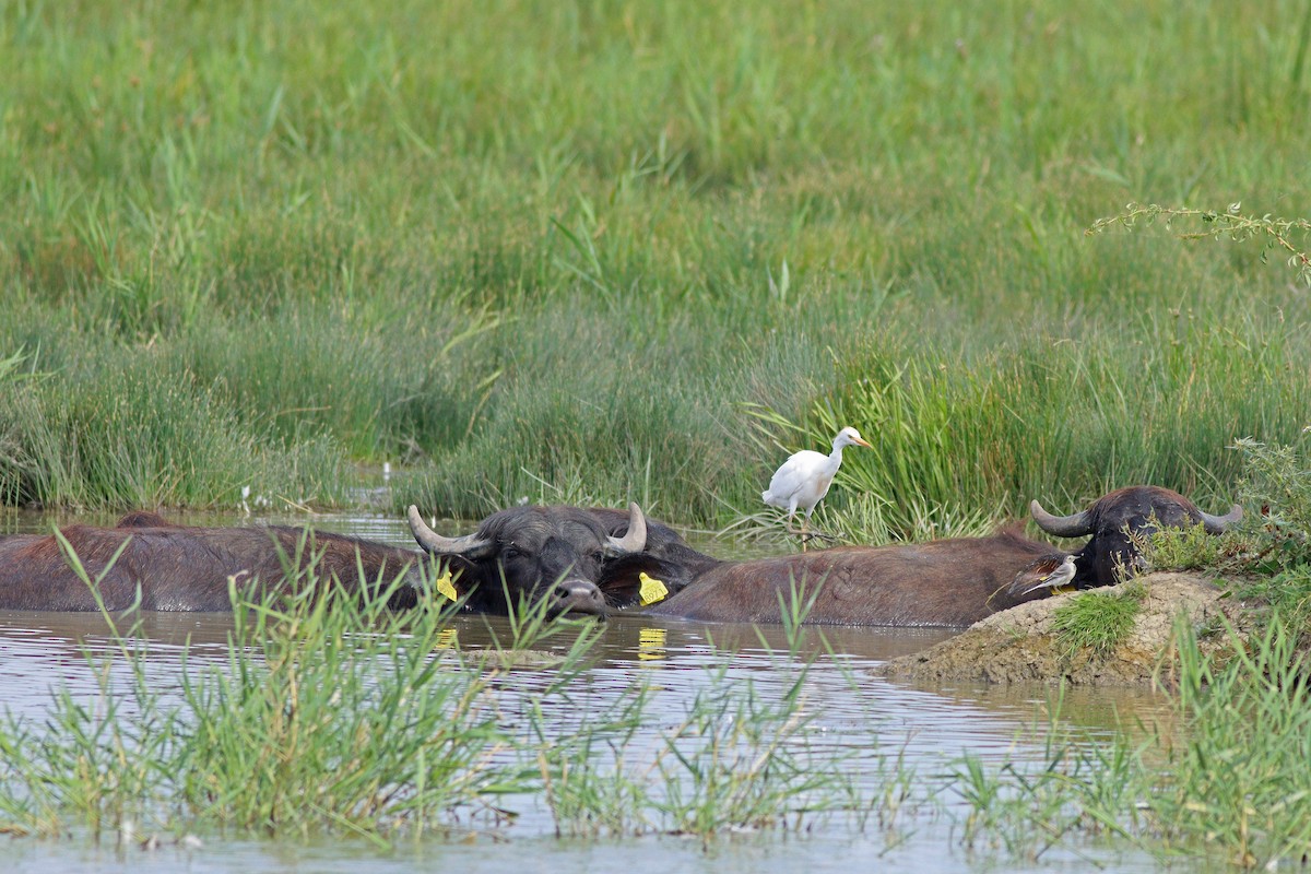 Western Cattle Egret - ML622584751