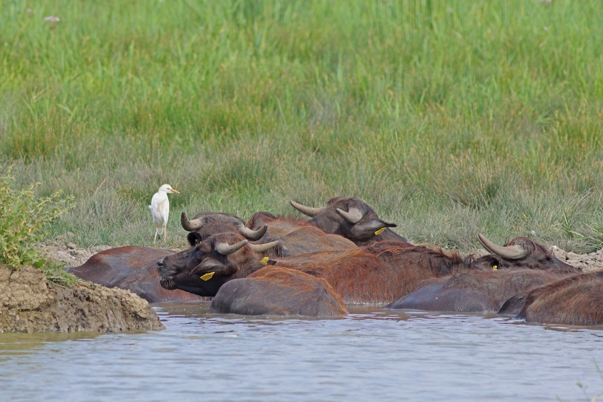 Western Cattle Egret - ML622584752