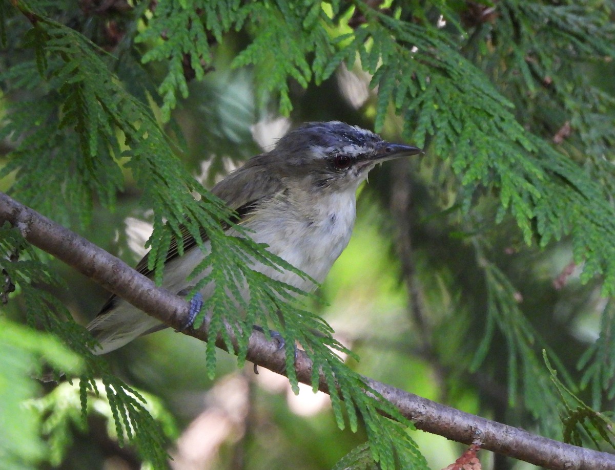 Red-eyed Vireo - ML622584832