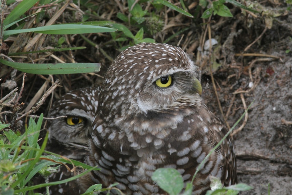 Burrowing Owl - ML622584867