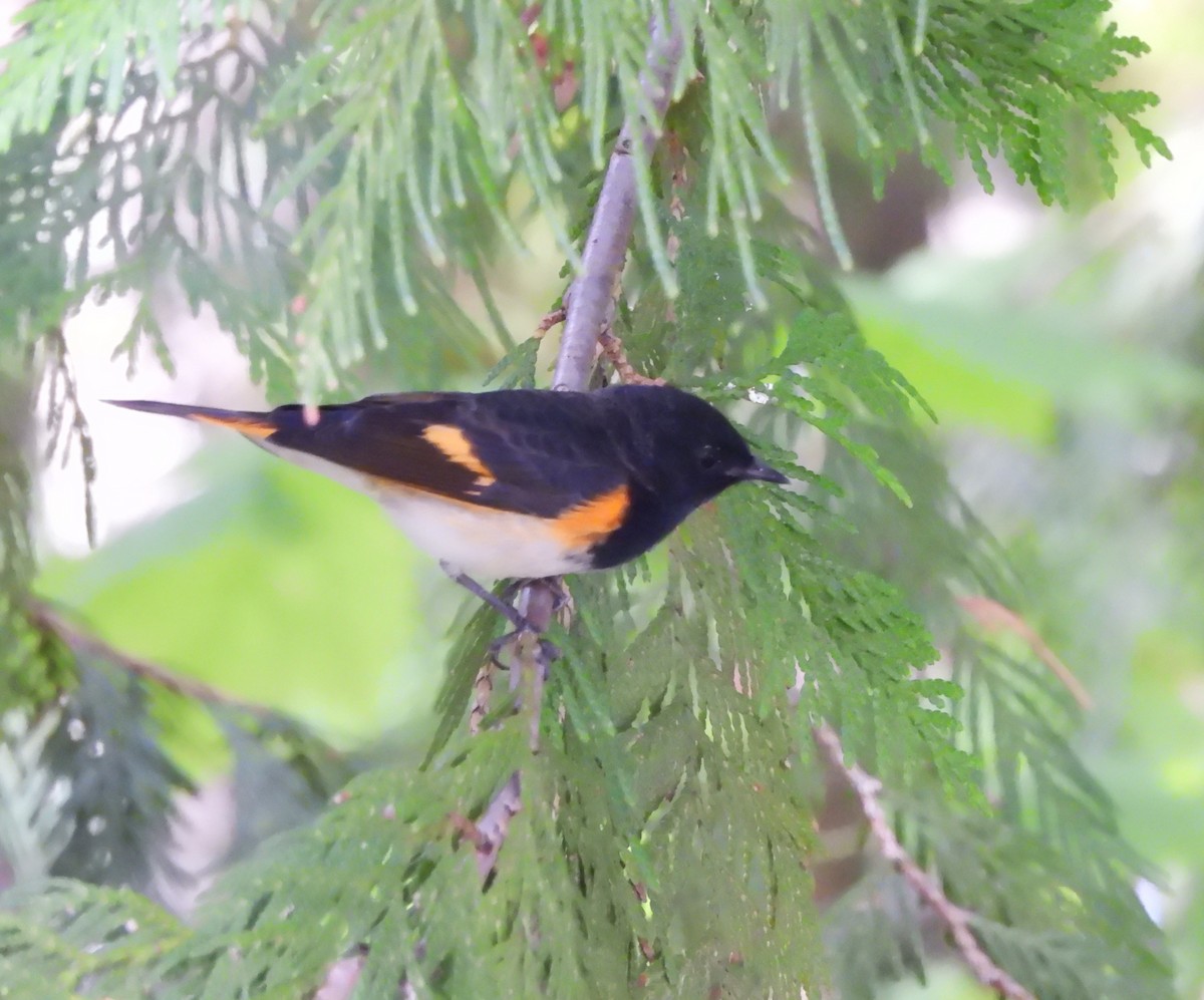 American Redstart - ML622584870