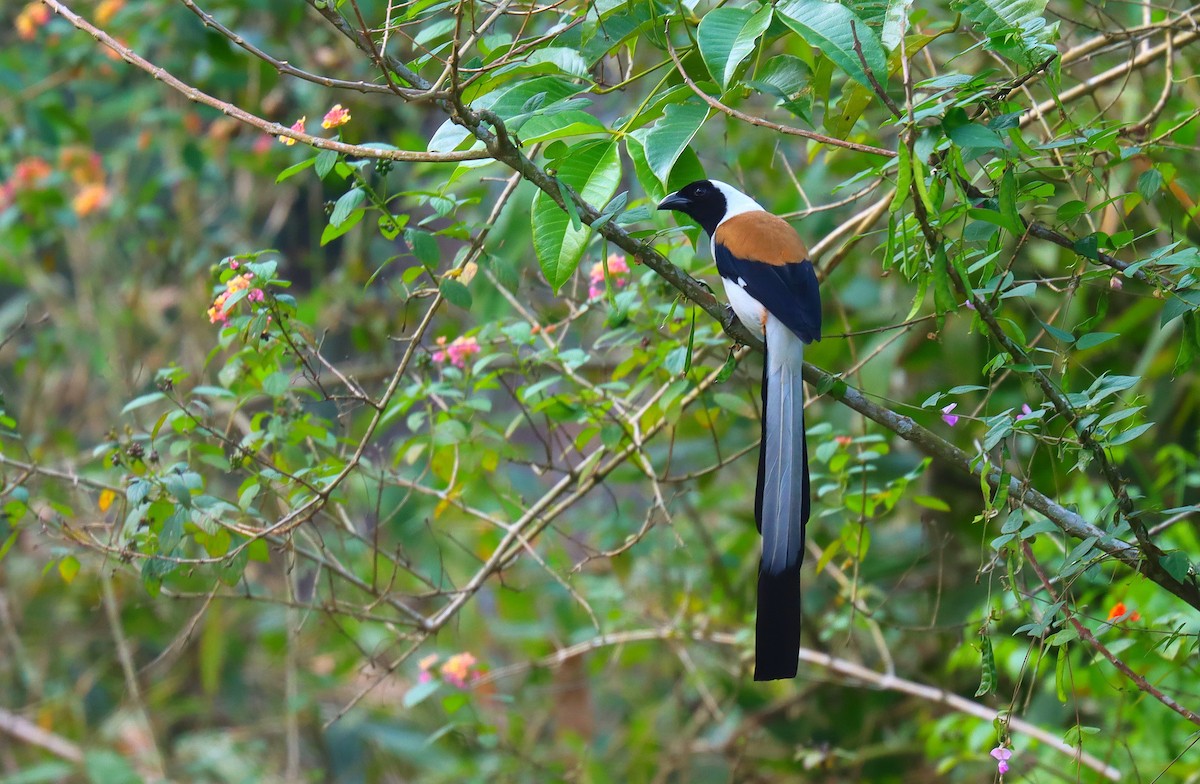 White-bellied Treepie - ML622584904