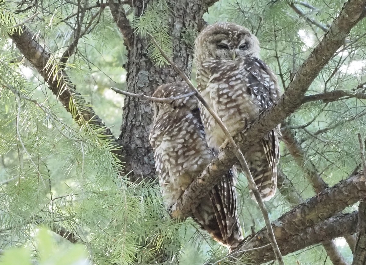 Spotted Owl (Mexican) - ML622584973