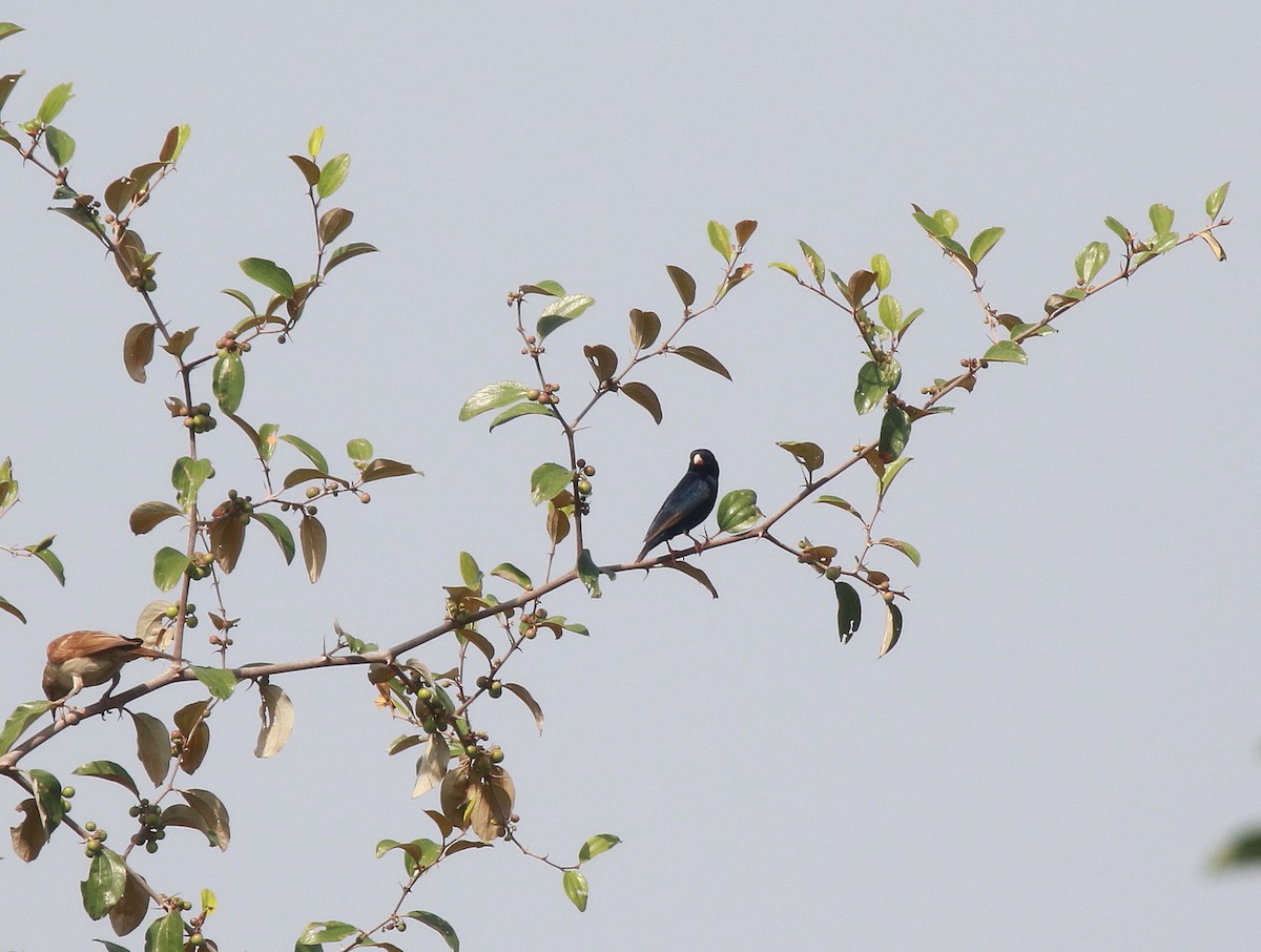 Wilson's Indigobird - ML622585119