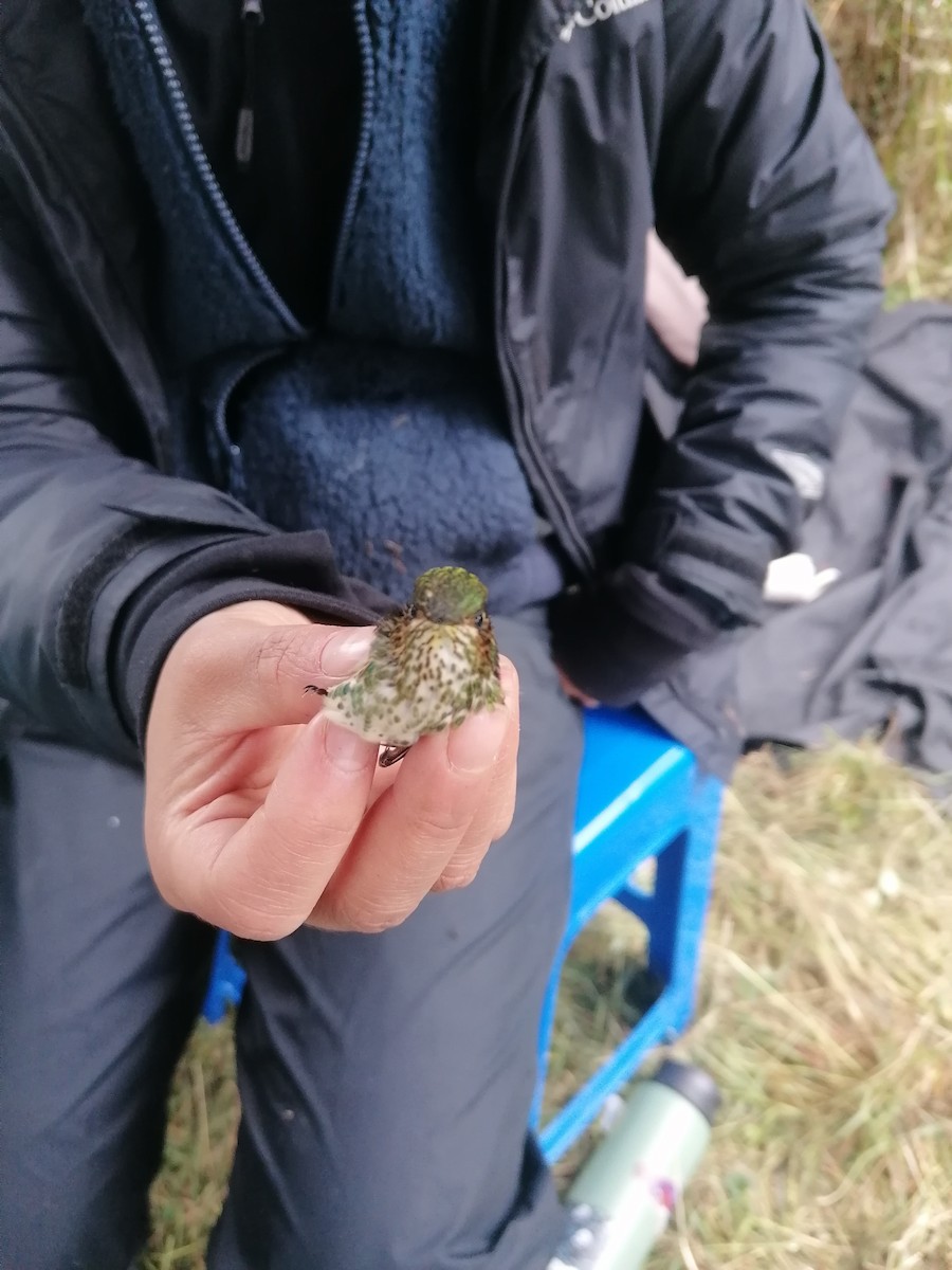 Purple-backed Thornbill - ML622585137