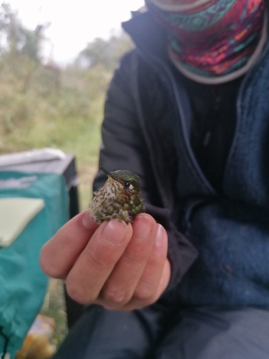 Purple-backed Thornbill - ML622585144