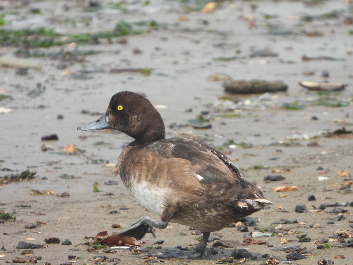 Greater Scaup - ML622585194