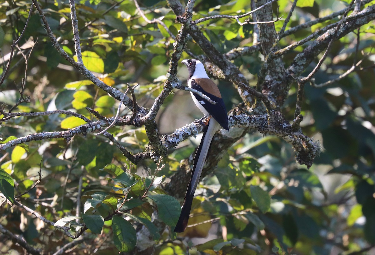 White-bellied Treepie - ML622585199