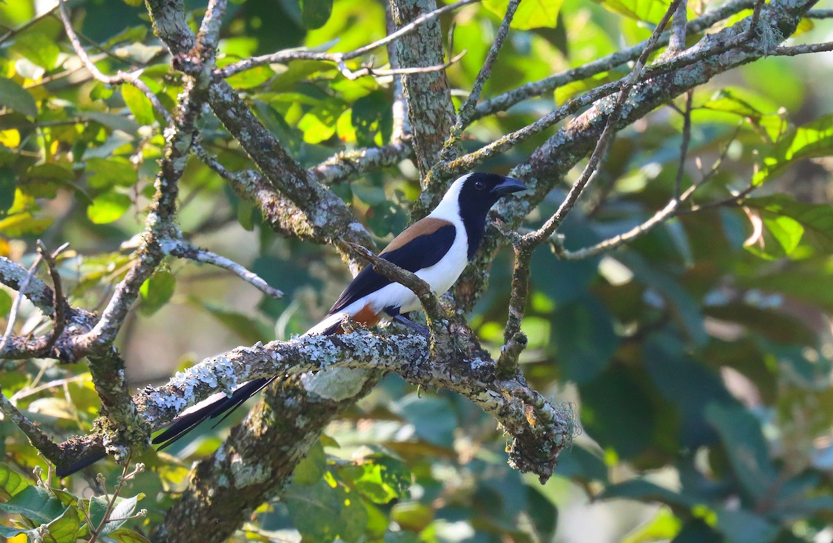 White-bellied Treepie - ML622585200