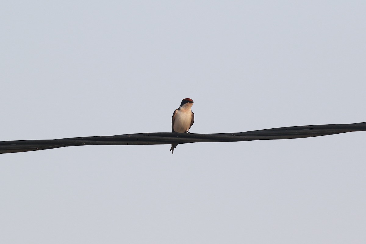 Wire-tailed Swallow - ML622585221