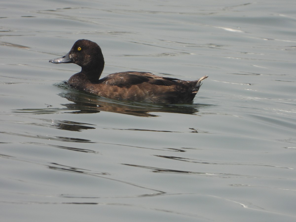 Greater Scaup - ML622585222