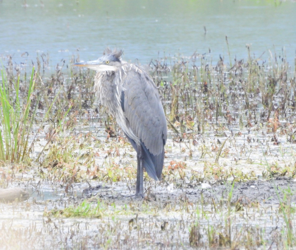 Great Blue Heron - ML622585232