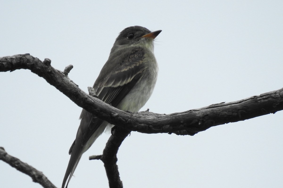 Eastern Wood-Pewee - ML622585236