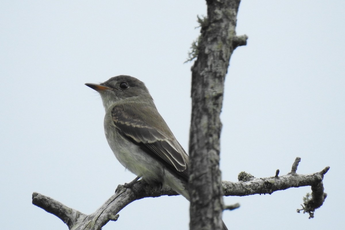 Eastern Wood-Pewee - ML622585237