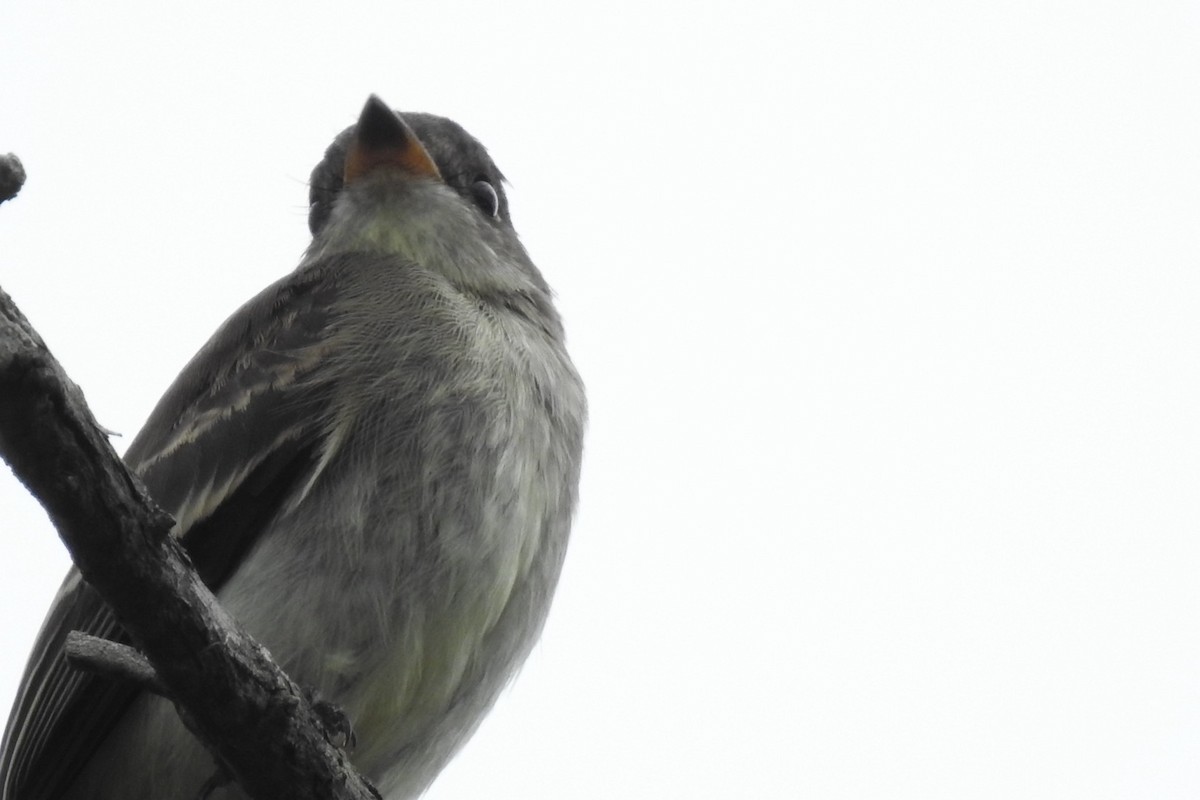 Eastern Wood-Pewee - ML622585239