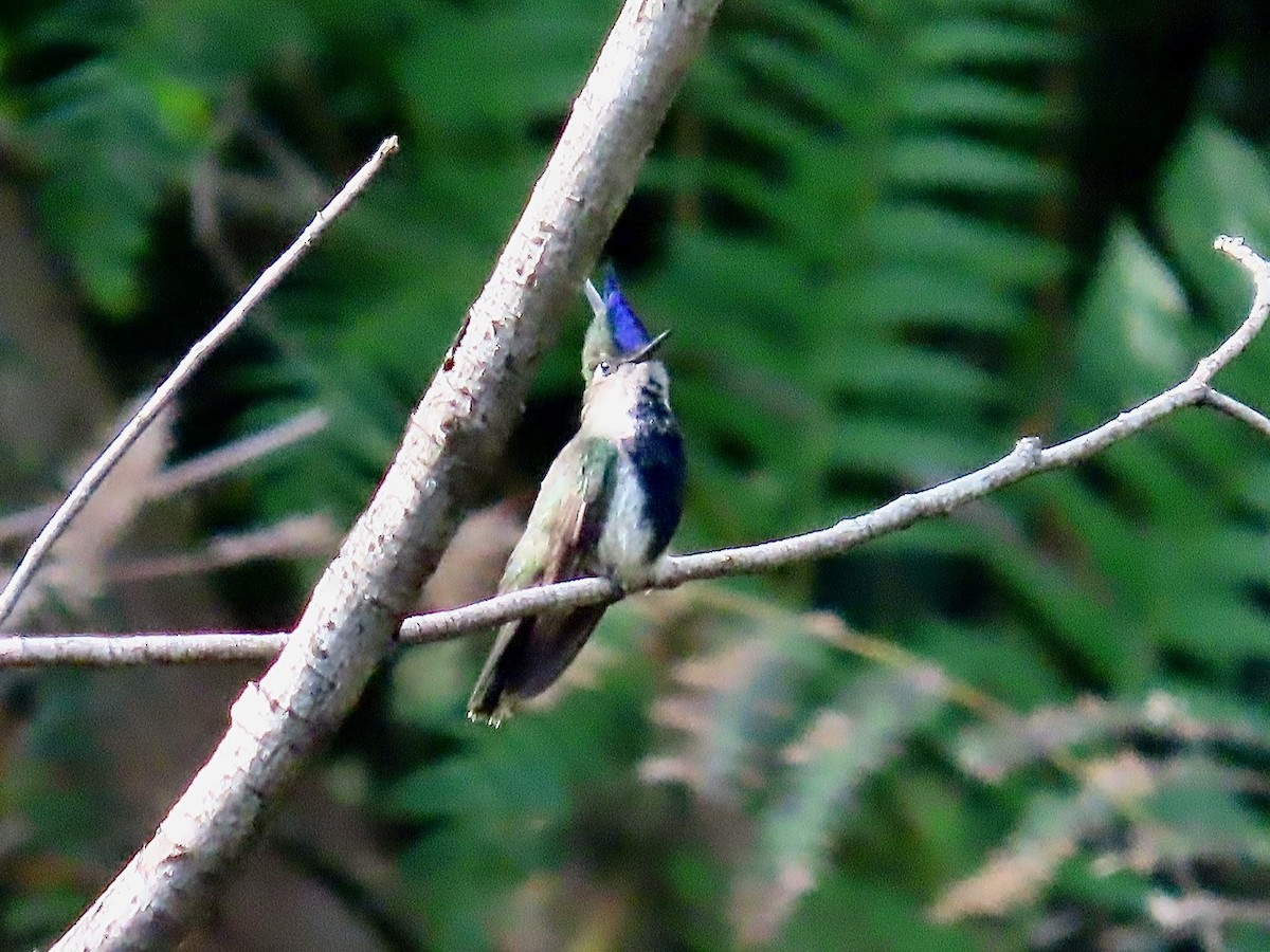 Colibri à huppe bleue - ML622585263