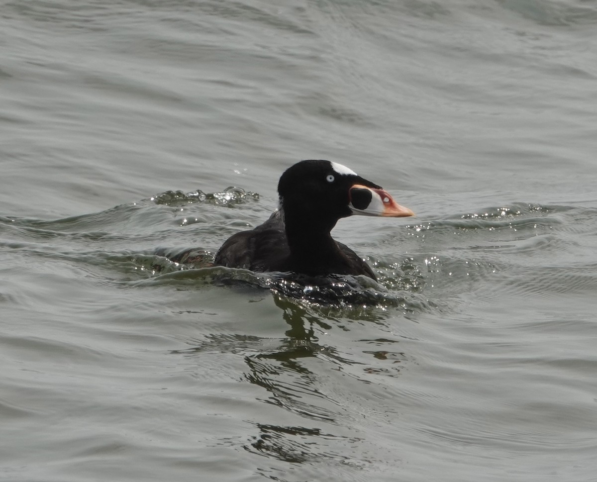 Surf Scoter - ML622585281