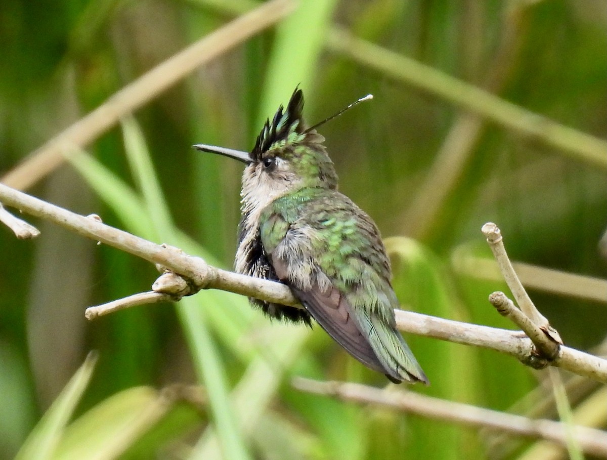 Colibri à huppe bleue - ML622585317