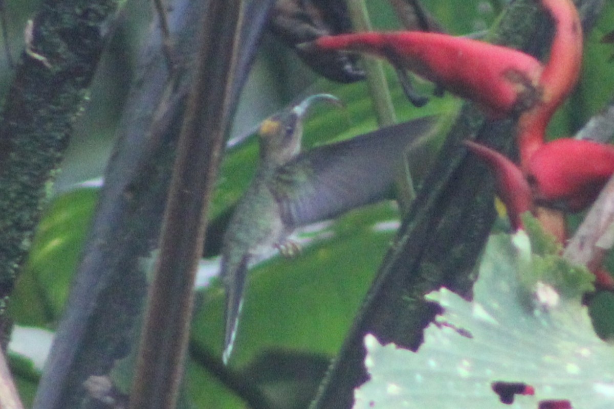 White-tipped Sicklebill - ML622585363