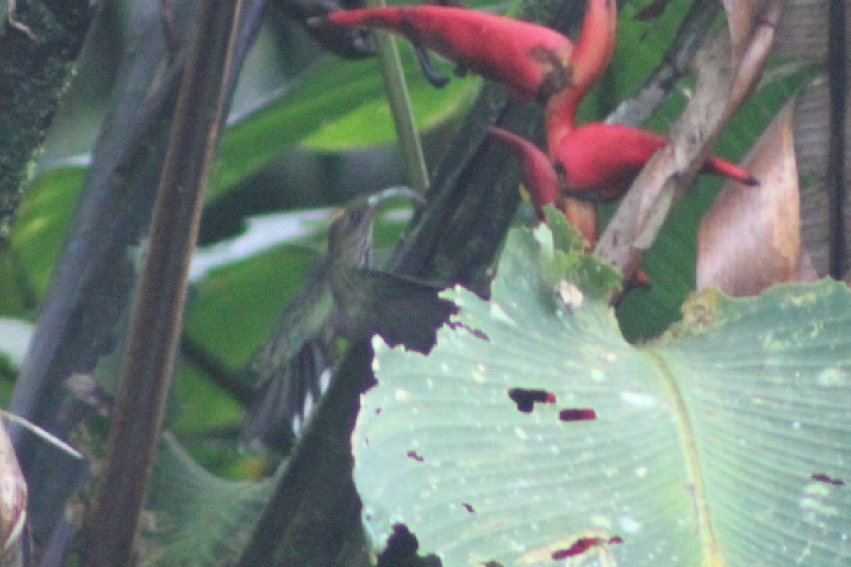 White-tipped Sicklebill - ML622585364