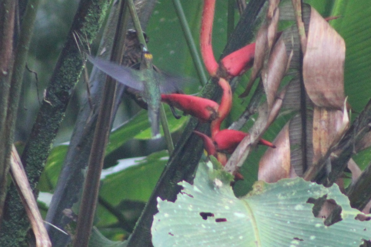 White-tipped Sicklebill - ML622585365