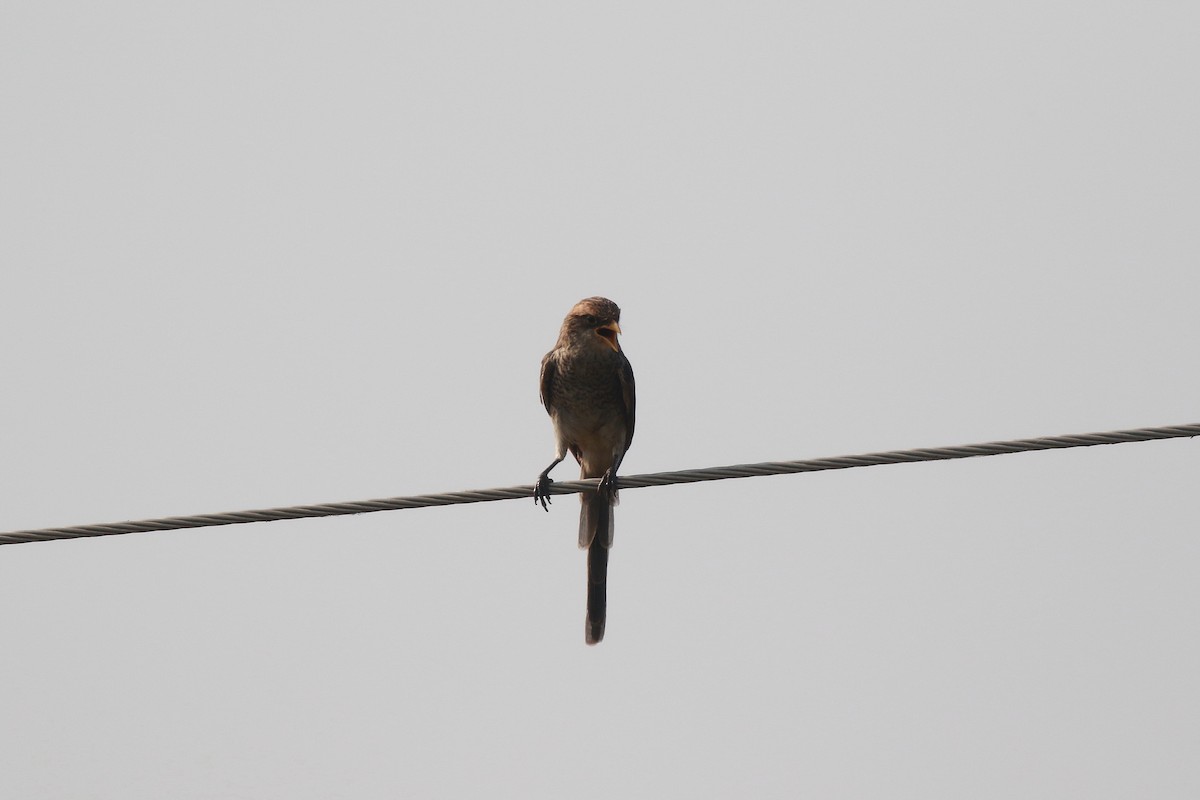 Yellow-billed Shrike - ML622585378