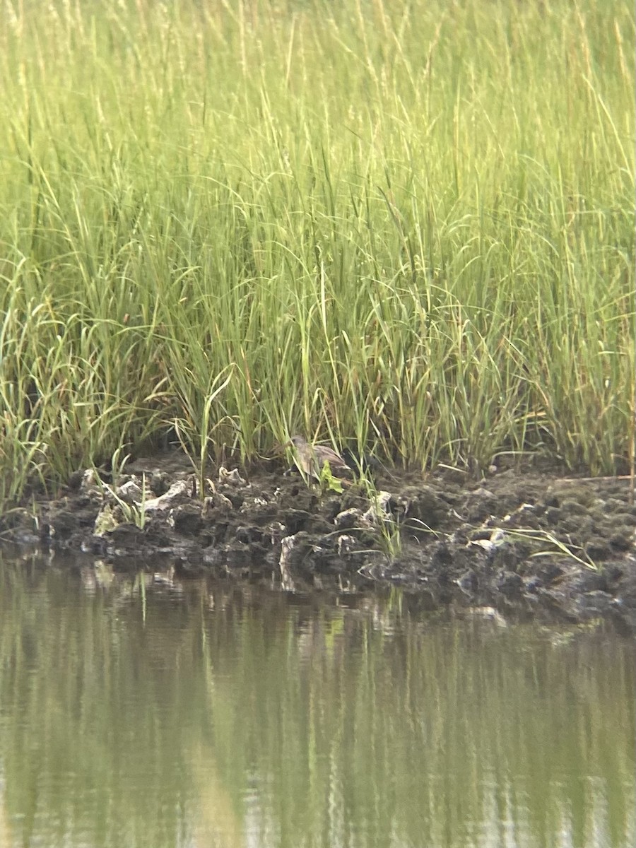 Clapper Rail - ML622585434