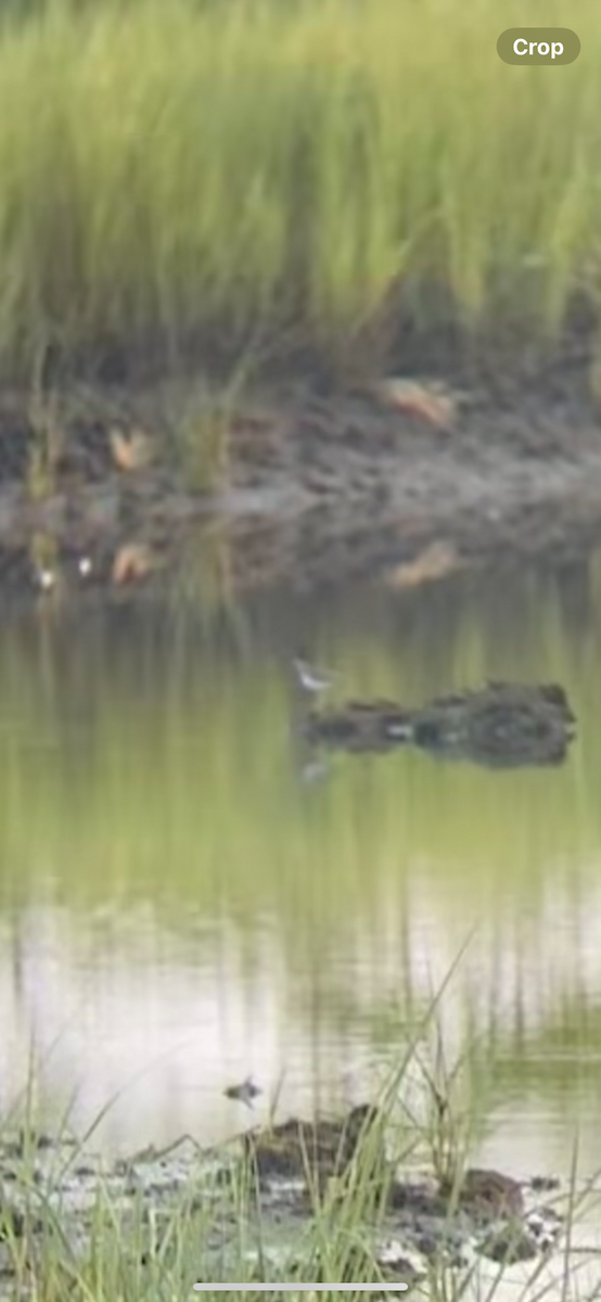 Spotted Sandpiper - ML622585441