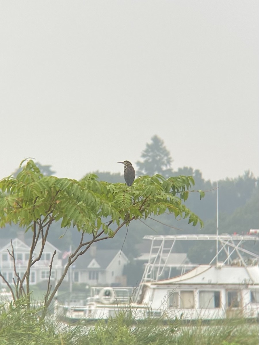 Green Heron - ML622585494