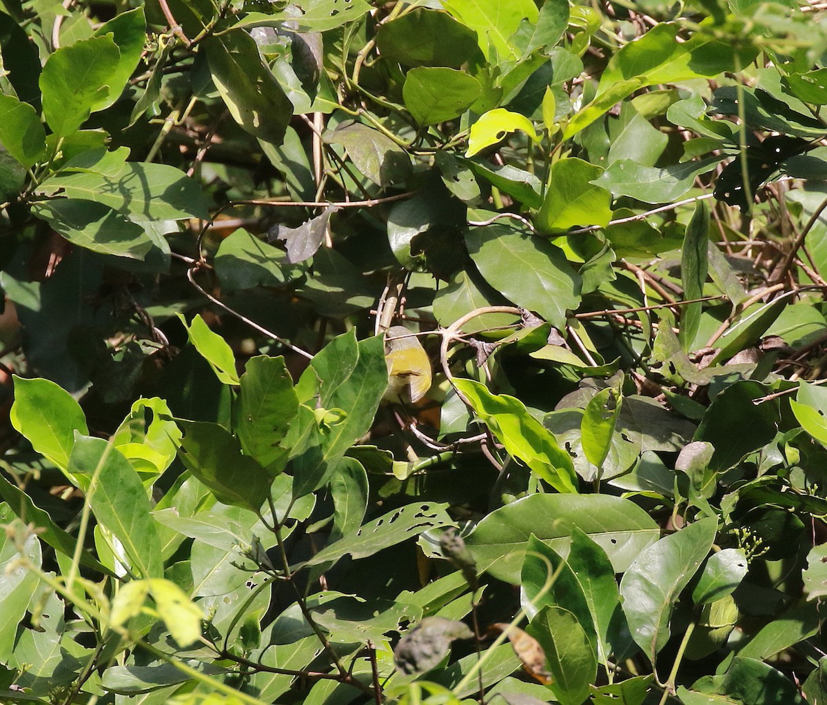 Yellow-breasted Apalis - ML622585512