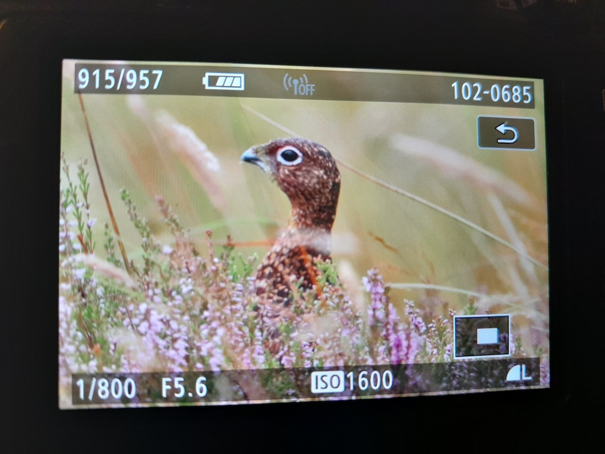 Willow Ptarmigan - ML622585545