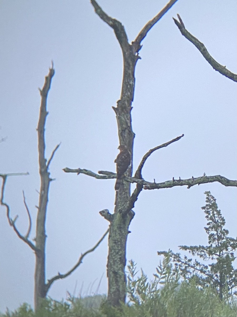 Cooper's Hawk - ML622585574