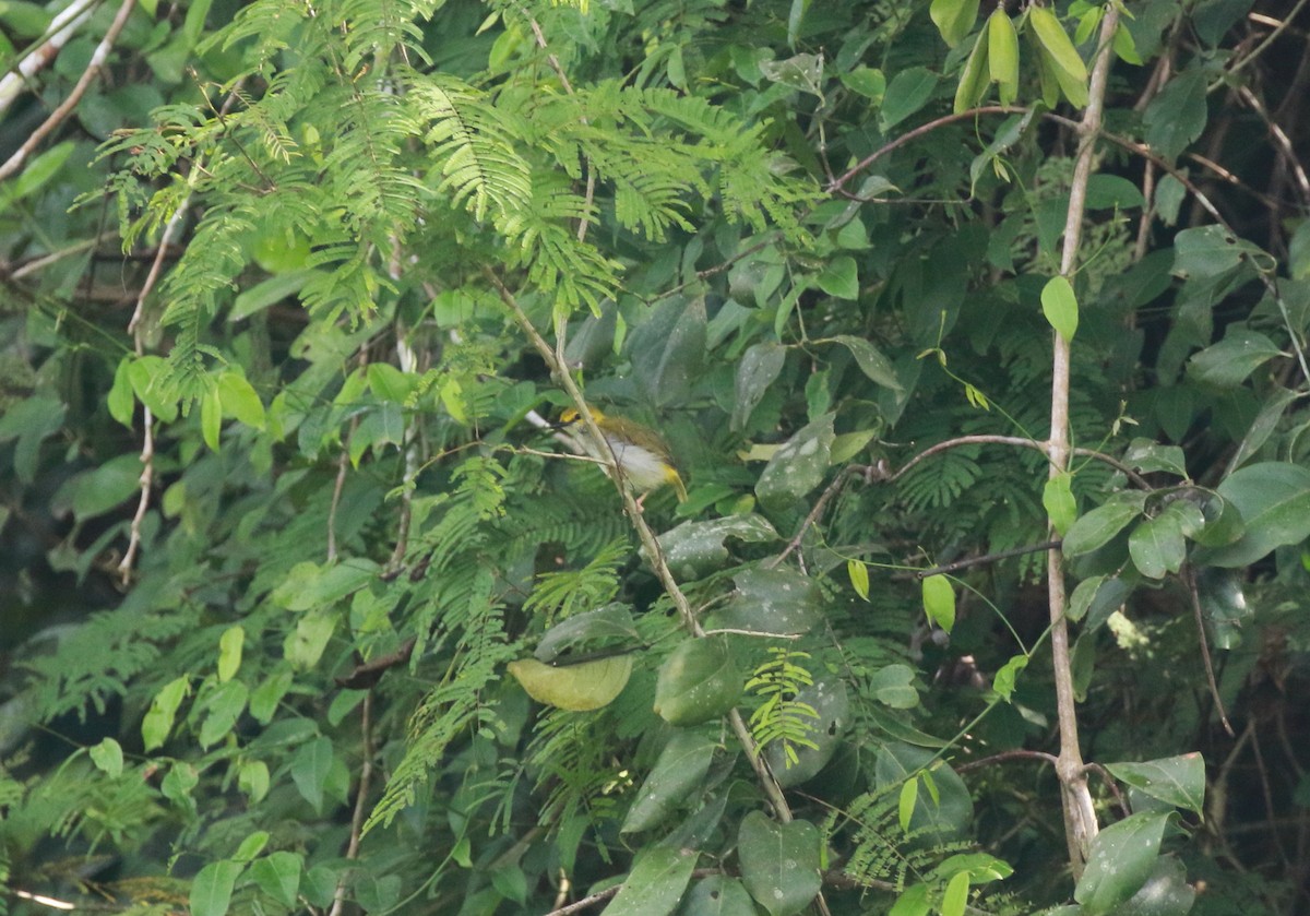 Yellow-browed Camaroptera - Neil Osborne