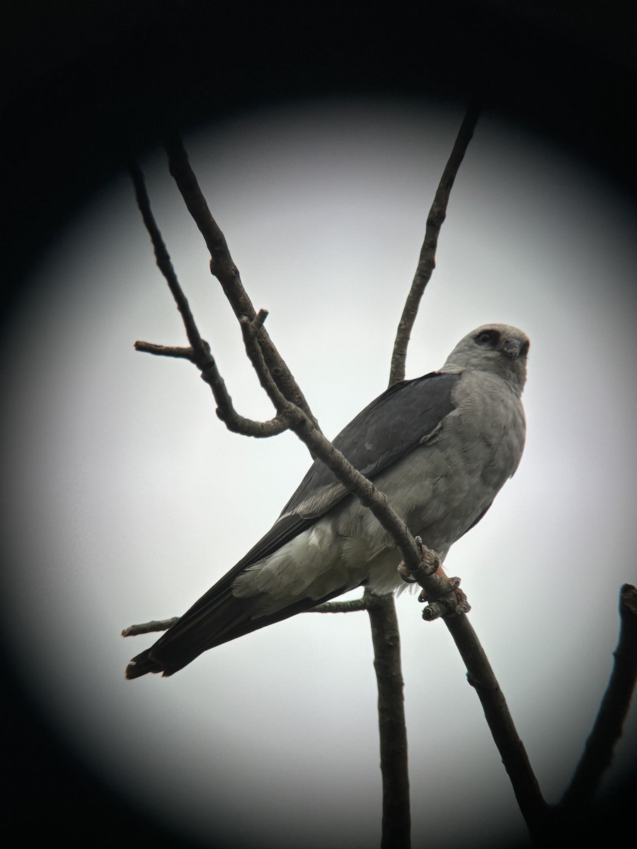 Mississippi Kite - ML622585635