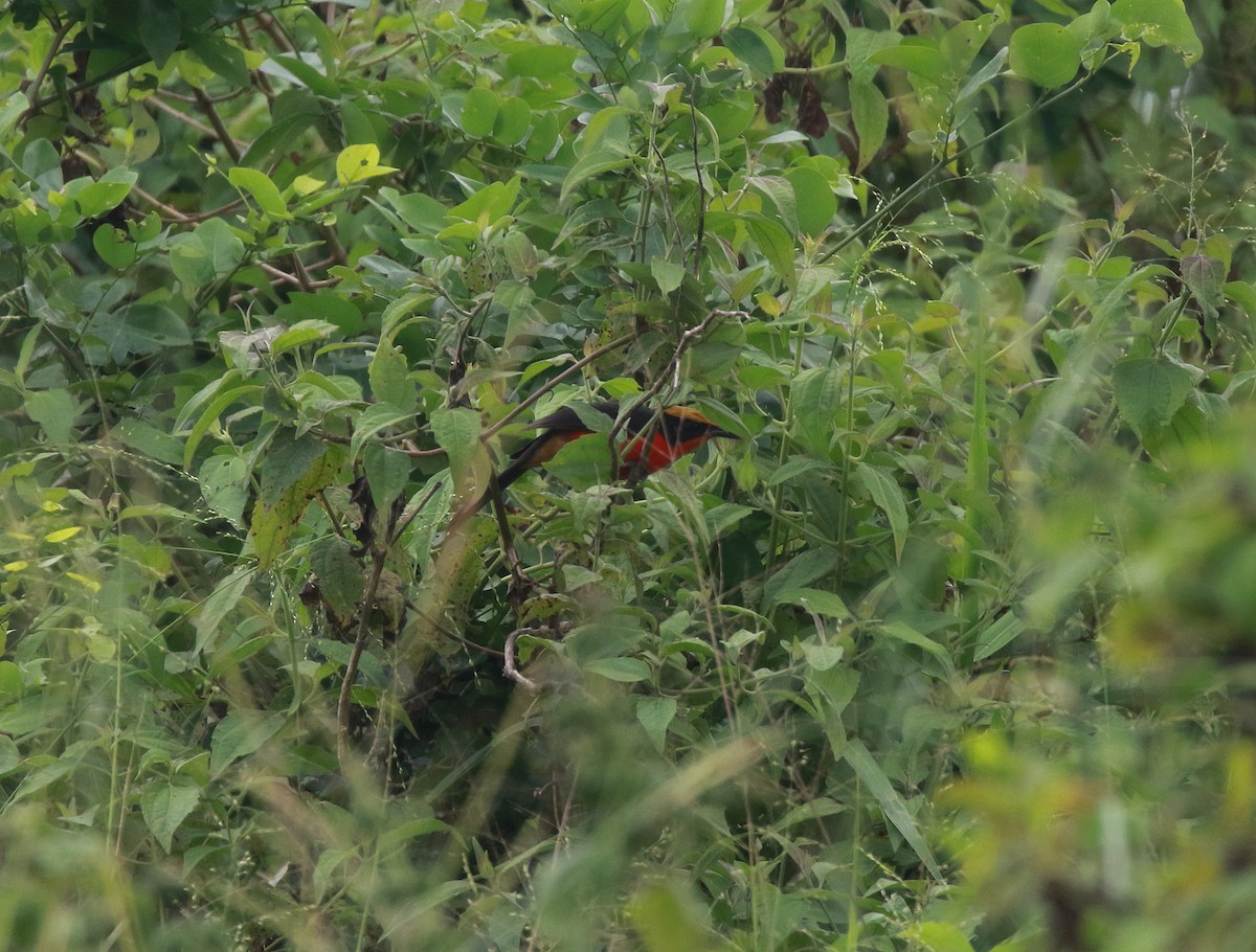 Yellow-crowned Gonolek - ML622585666