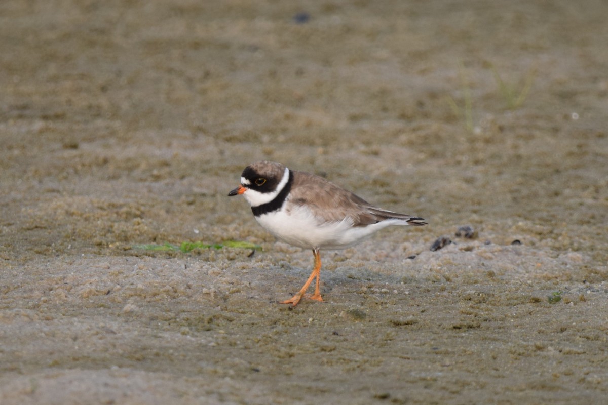 Semipalmated Plover - ML622585746