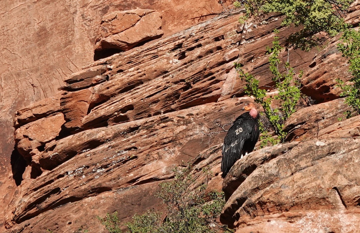 California Condor - ML622585822