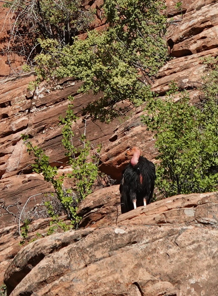 California Condor - ML622585829