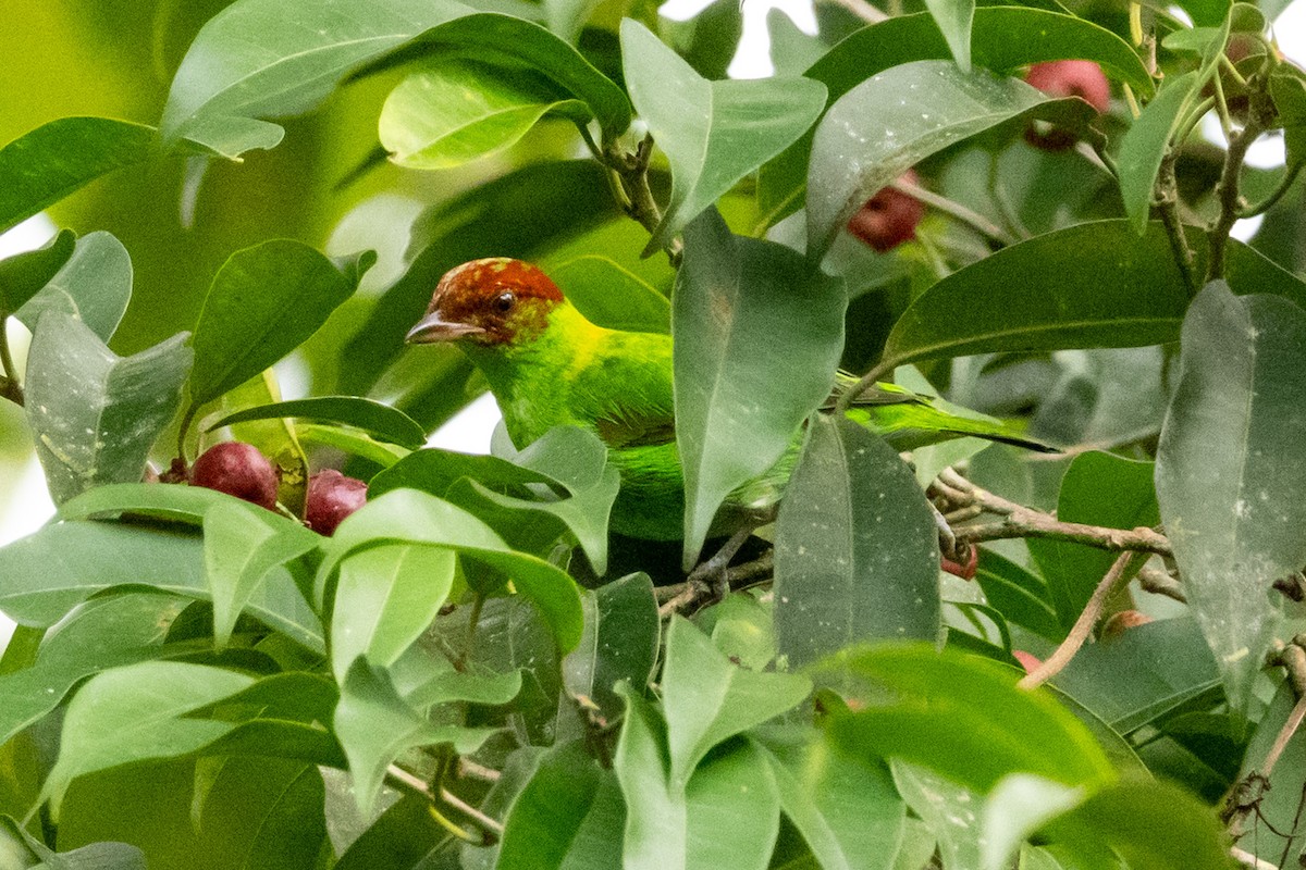 Rufous-winged Tanager - ML622585834