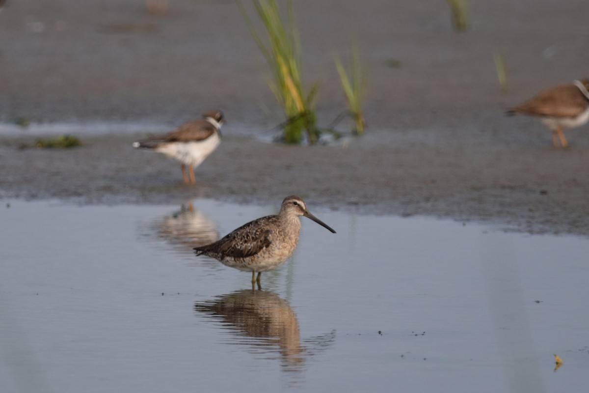 Short-billed Dowitcher - ML622585853
