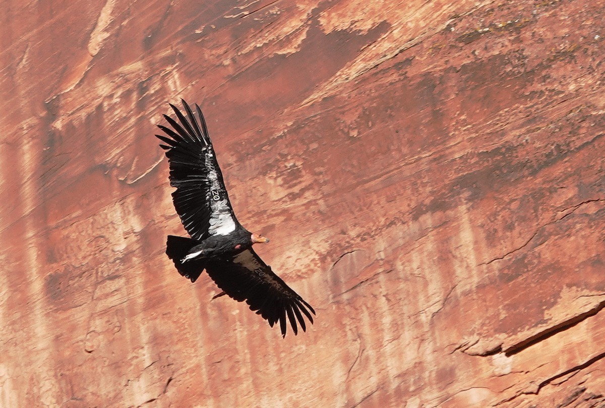 California Condor - ML622585923