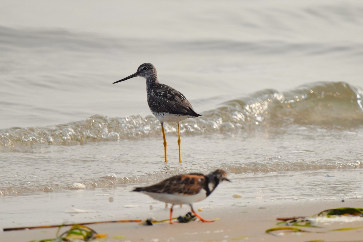 Greater Yellowlegs - ML622585987
