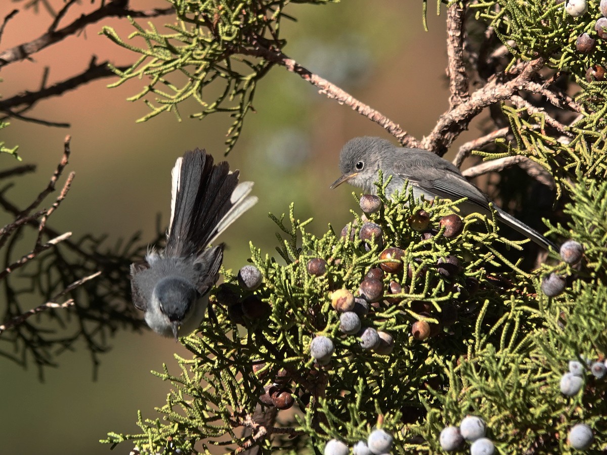 Blue-gray Gnatcatcher - ML622586011