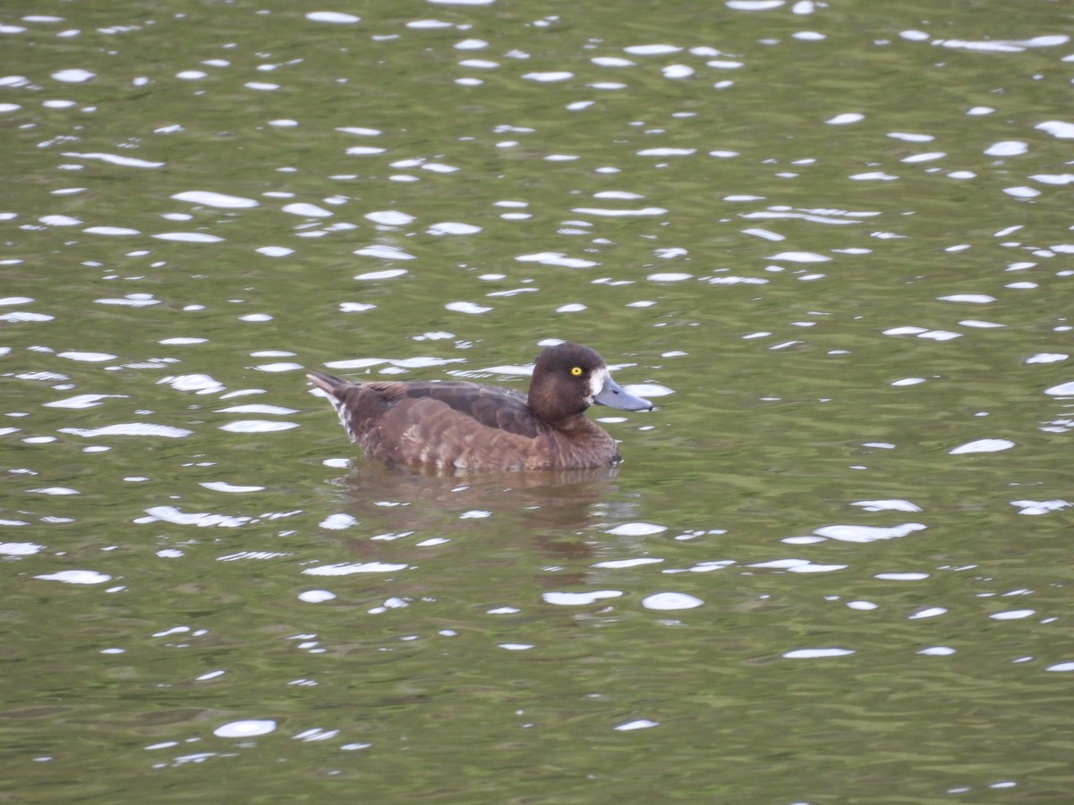 Tufted Duck - ML622586343