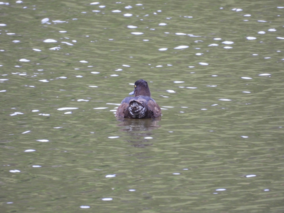 Tufted Duck - ML622586344