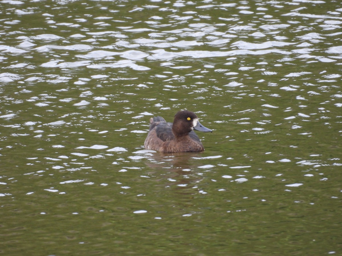 Tufted Duck - ML622586345