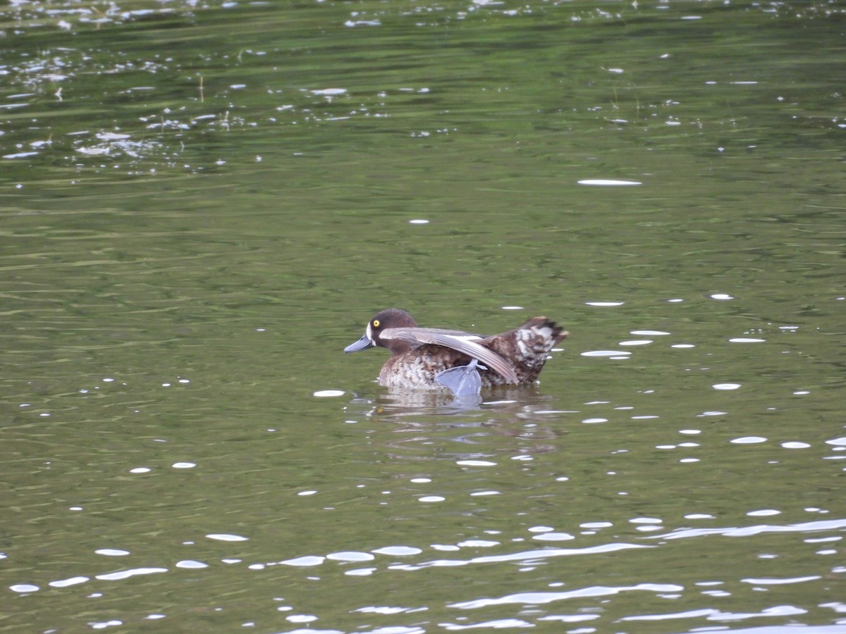 Tufted Duck - ML622586358