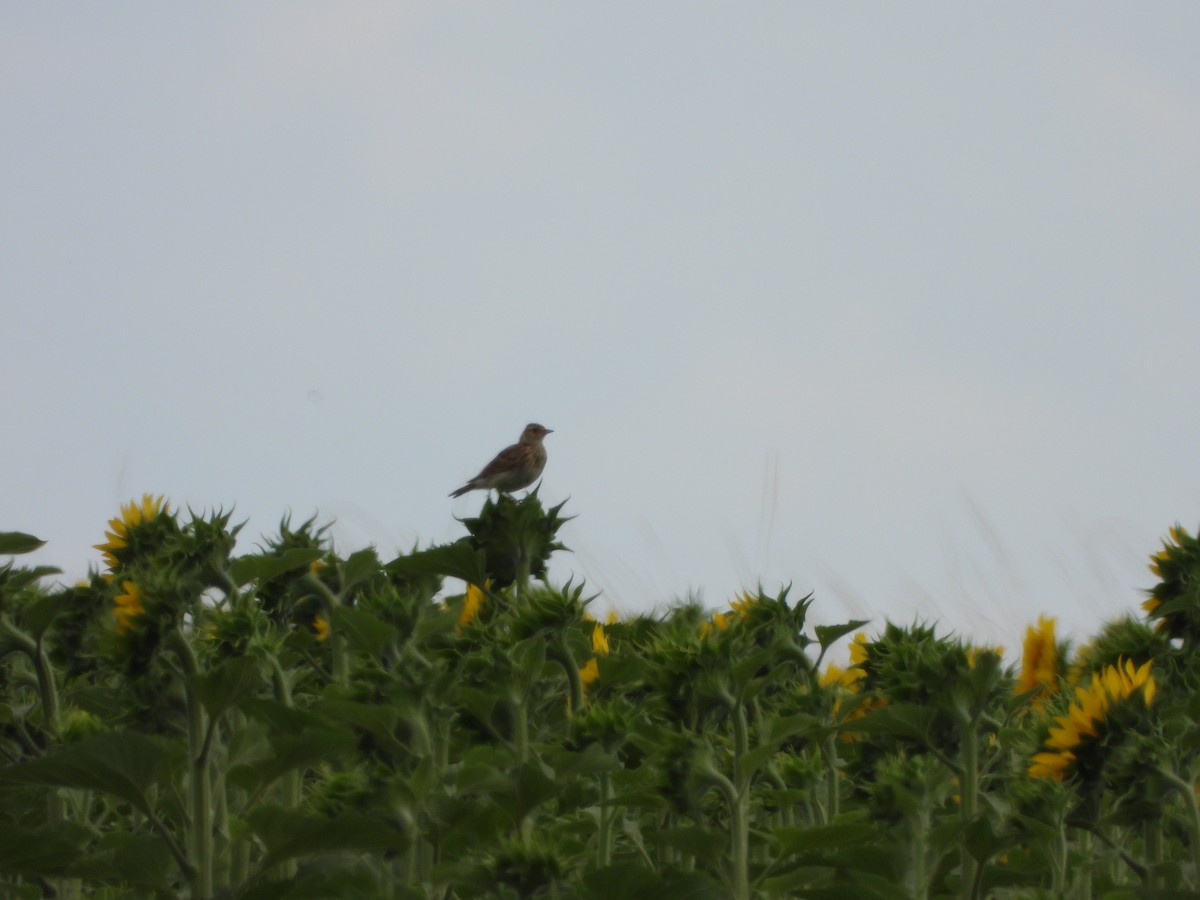 Eurasian Skylark - ML622586367