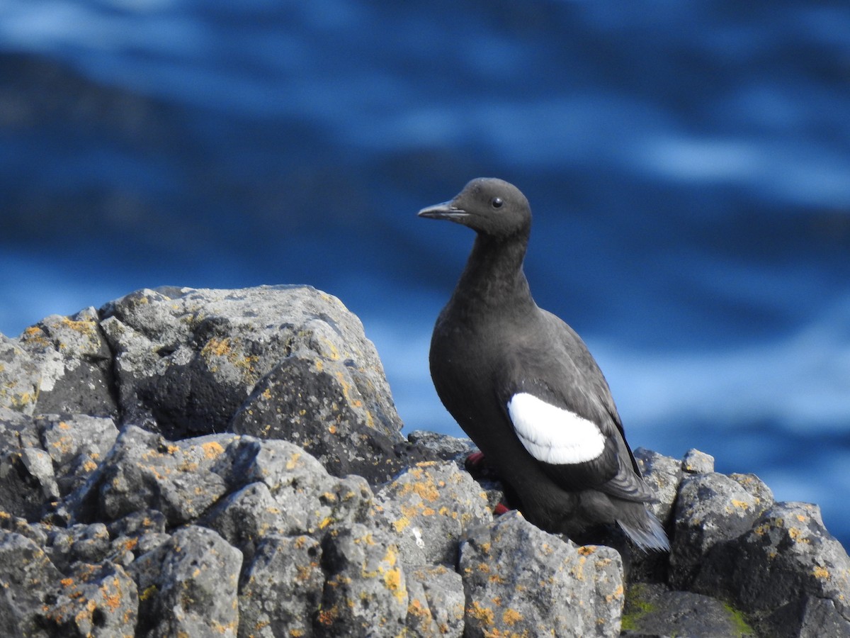 Black Guillemot - ML622586379